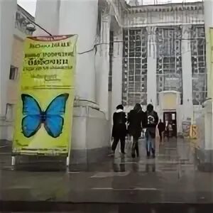 Бабочки москва msk dosugmap net