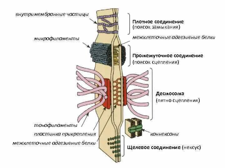 Изолирующий контакт. Строение десмосомы гистология. Десмосома межклеточное соединение. Типы межклеточных соединений. Десмосомы соединение клеток.