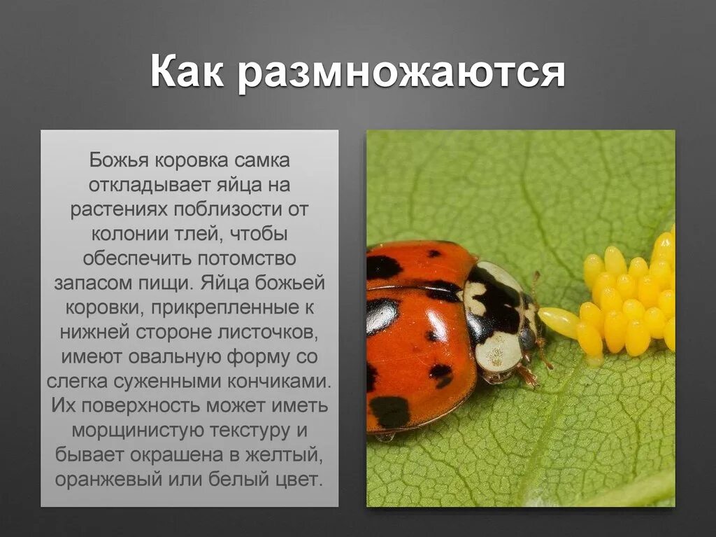 Божья коровка полное или неполное. Размножение Божьих коровок. Божья коровка откладывает яйца. Яйца Божьей коровки. Божьи коровки размножаются.