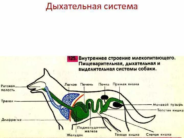 Внутреннее строение млекопитающих кратко. Схема строения дыхательной системы млекопитающих. Пищеварительная система система млекопитающих. Пищеварительная система млекопитающих схема. Дыхательная система млекопитающих схема биология 7 класс.