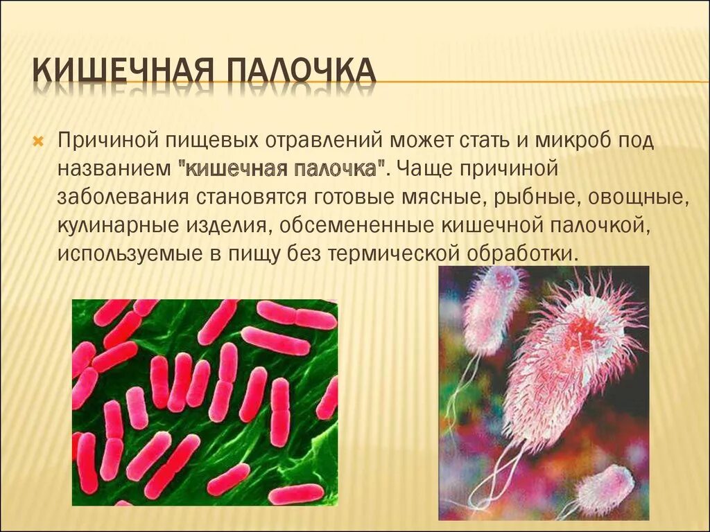 Кишечная палочка отзывы