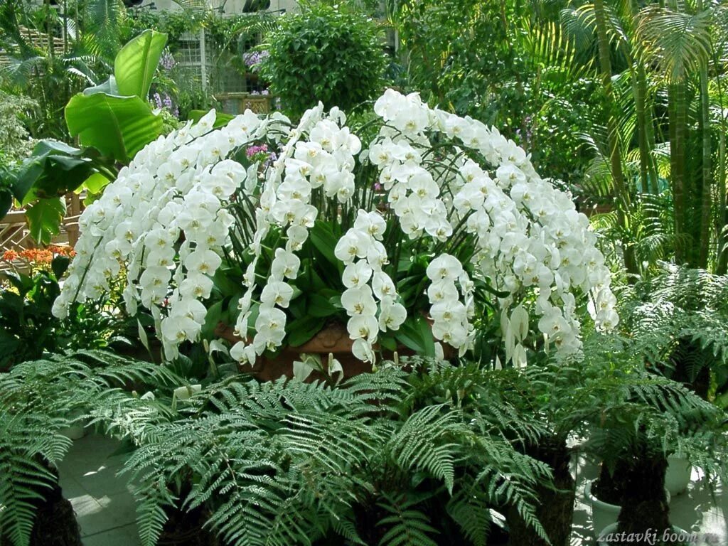 Орхидея фаленопсис в природе. Сад орхидей (Bali Orchid Garden). Фаленопсис в дикой природе. Орхидея Садовая многолетняя. Аргерантериум