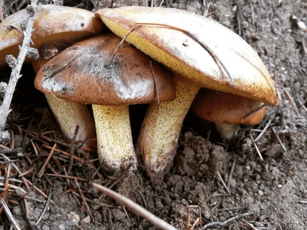 Масленок группа грибов. Масленок рыже-красный (Suillus tridentinus. Маслёнок трентийский (Suillus tridentinus). Масленок рыжий (Suillus collinitus). Маслёнок рыжий неокольцованный.