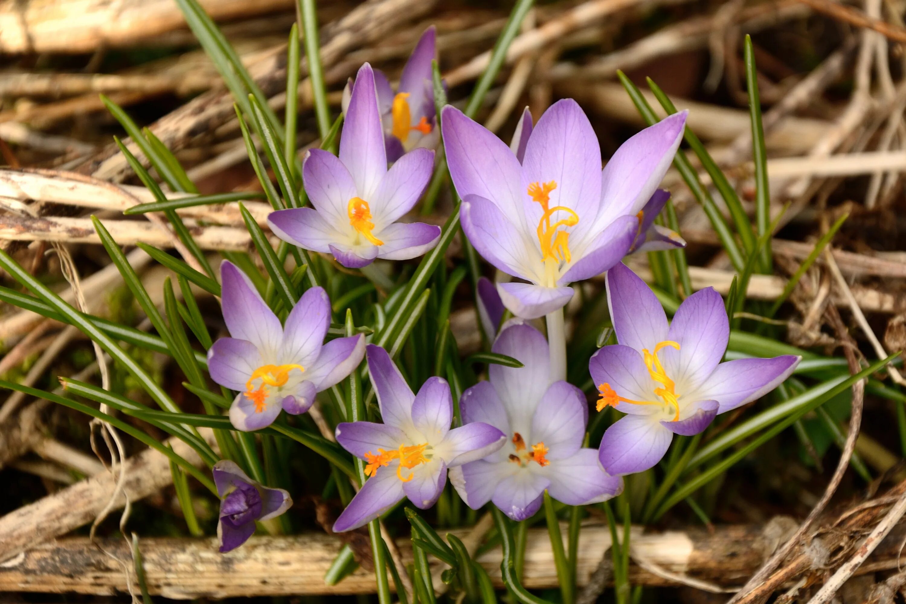 Ранние растущие цветы. Шафран Крокус дикий. Крокус Шафран весенний. Крокус Шафран синий. Крокус дикий цветок.