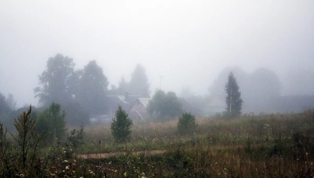 смог на деревья. смог саров. густой туман. утро деревня август. туманная деревня.