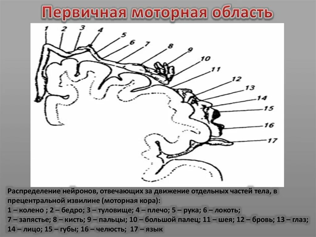 Первичная и вторичная полость тела у животных. Полости тела первичная вторичная смешанная. Первичная и вторичная полость тела. Полости тела первичная вторичная смешанная. Кольчатые черви это вторичнополостные.