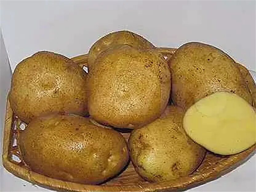 Венета картофель характеристика отзывы. Семенной картофель Винета. Сорт картофеля Венета. Сорт Венета.