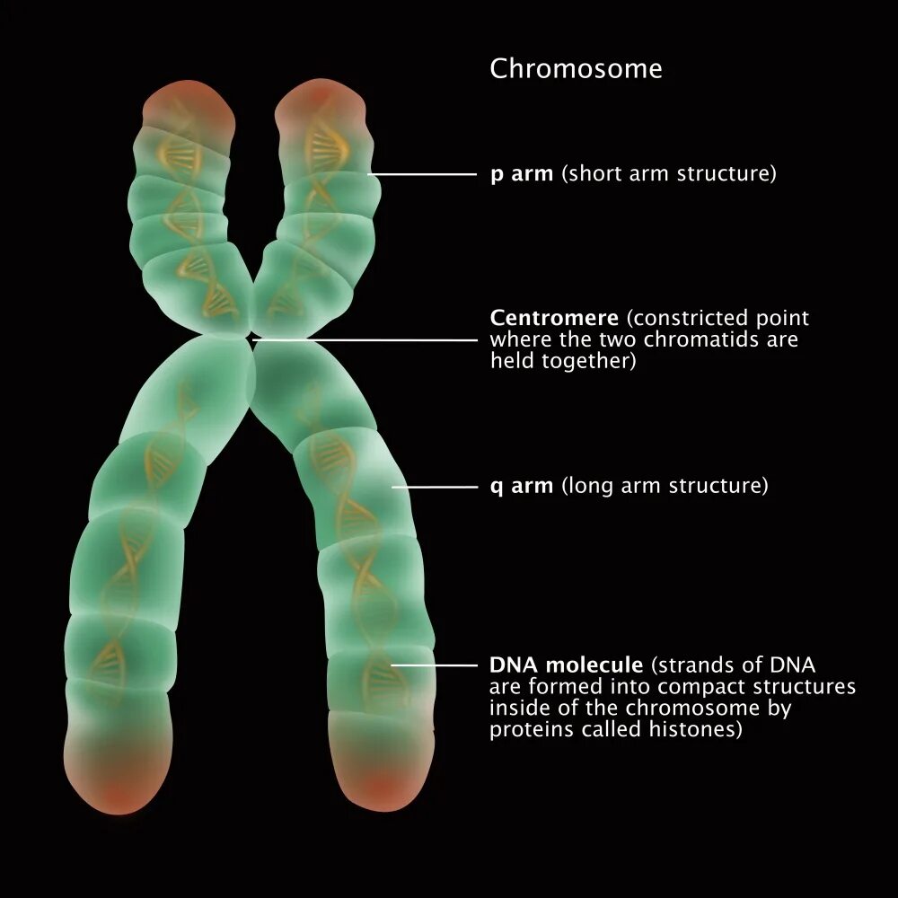 Отсутствие х хромосомы у мужчин. Хромосома. Chromosome structure. P В хромосомах. ДНК И хромосомы.