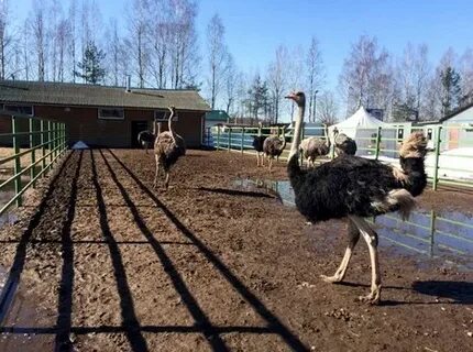 Страусиная ферма ленинградская область
