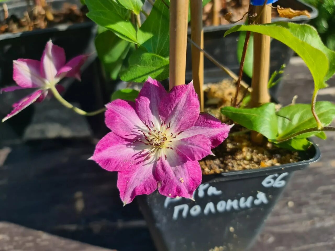 Клематис вива полонья. Клематис viva polonia. Клематис полония. Клематис вива полонья. Клематис вива полона.