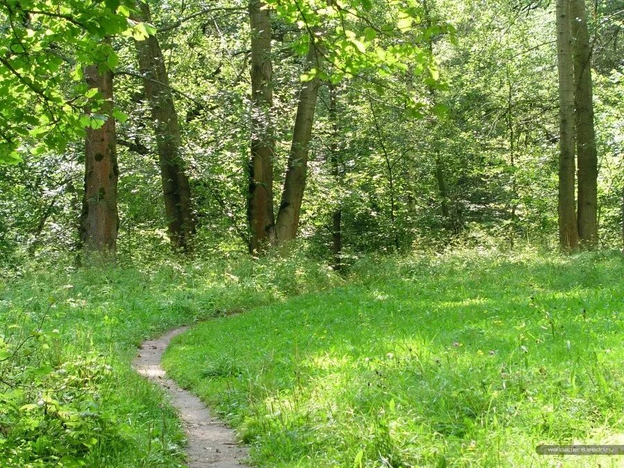 Узкая тропинка. Узкая тропинка в лесу. По лесным тропинкам. Тропа в лесу.