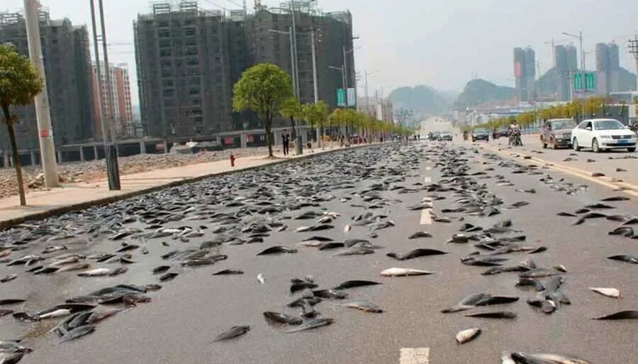 рыбалка и жизнь мод много денег. симулятор рыбалки на андроид на русском взлом. взломанная версия рыбный дождь. дождь из живой рыбы в гондурасе. рыбный дождь.