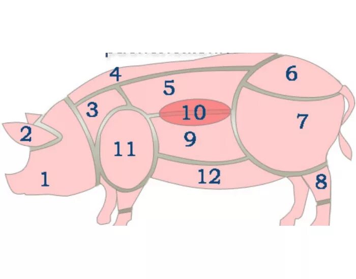 Части туши свиньи кострец. Схема разруба туши свиньи. Схема разруба туши свинины. Схема разделки свиной туши туши. Части свиньи названия