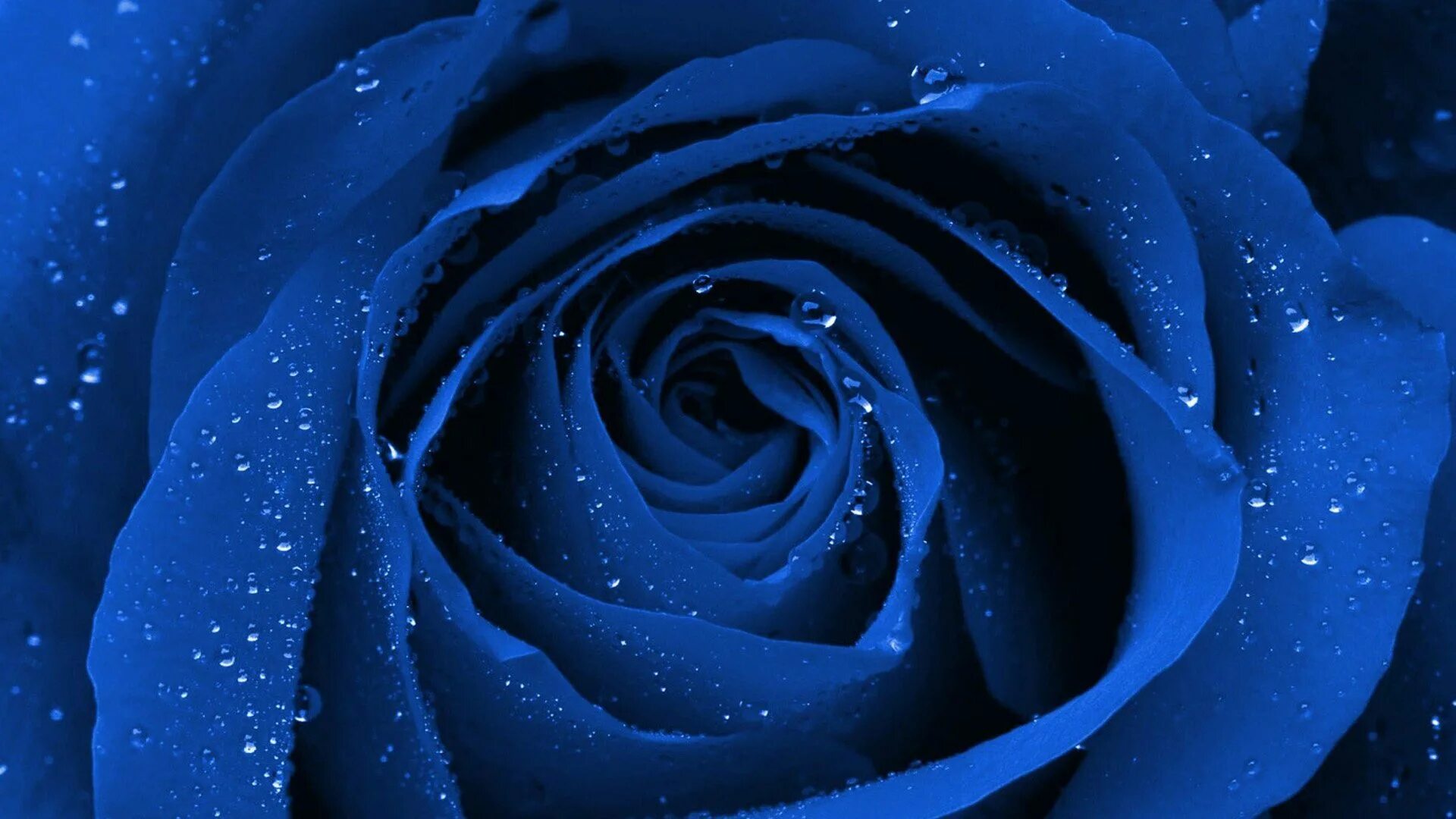 Синий раз. Синяя роза. Синие розы хд. Голубая роза красивая с каплями. Красивые синие розы обои.