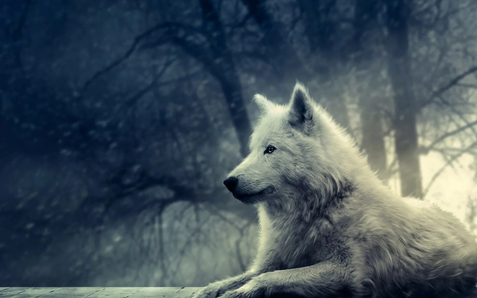 Одинокая волчица белый песня. Волк. Белый волк. Одинокие волки. Красивый волк.