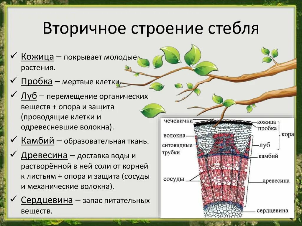 Виды ствола растений. Строение растения черешок. Биология 6 кл строение стебля. Внешнее и внутреннее строение стебля. Биология внутреннее строение стебля кожица.