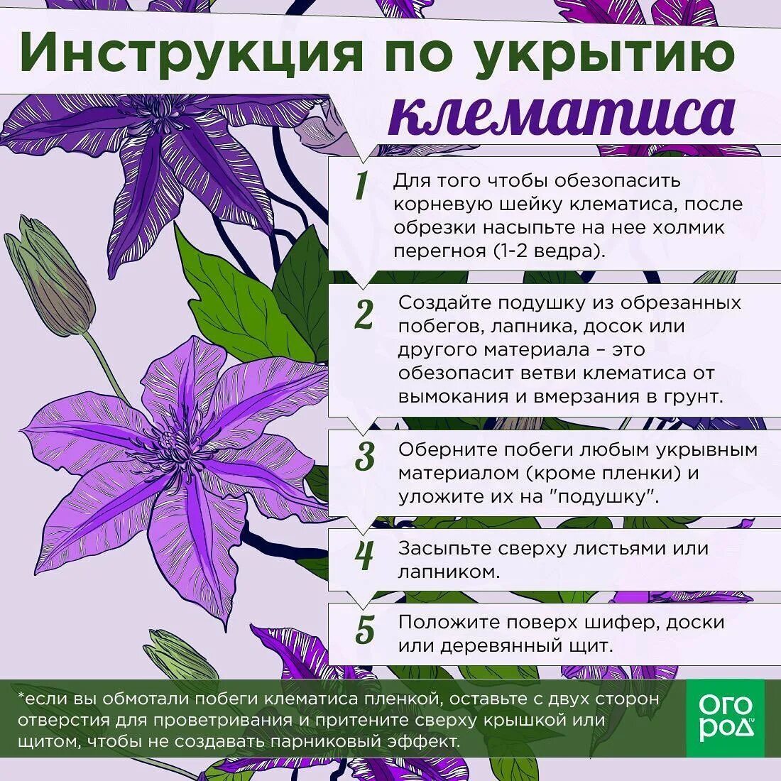 При какой температуре открывать клематисы
