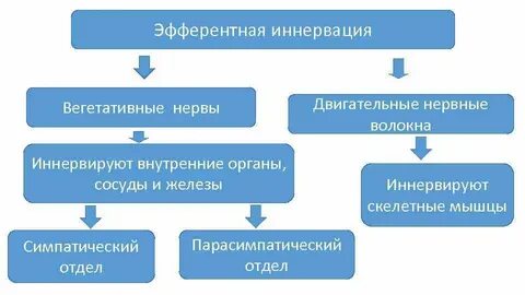 Нервные волокна иннервирующие внутренние органы