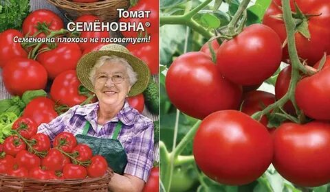 Томат семеновна отзывы