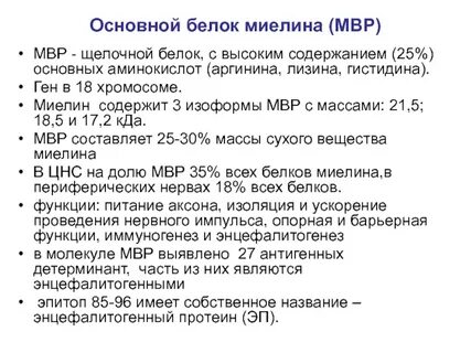 Основные белки миелина
