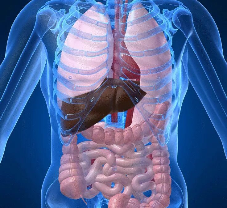 Печень орган в организме. Кровотечение желудочно-кишечного тракта. Внутреннее кровотечение паренхиматозное.