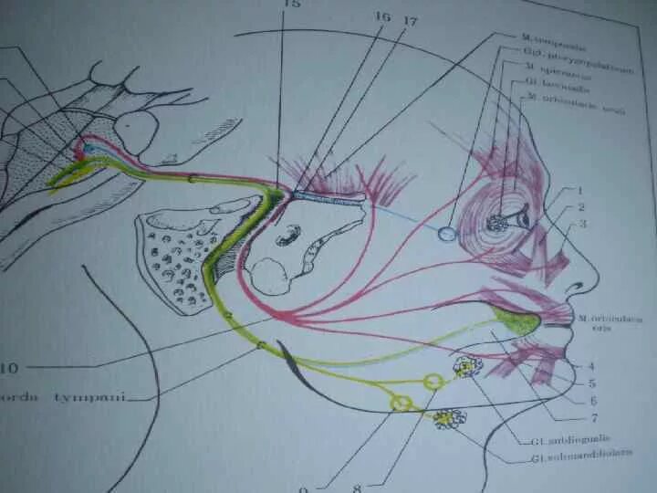 Анатомия тройничного нерва неврология. Лицевой нерв схема. Лицевой нерв анатомия топография. Nervus Facialis ход.