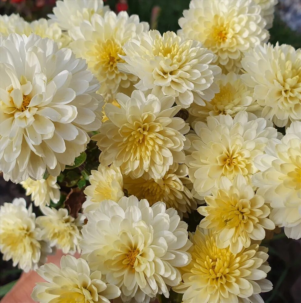 Хризантема байкал. Хризантема этна. Хризантема венди ред. Шиловидная хризантема. Хризантема молфетта оранж.