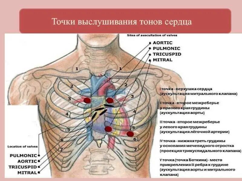 Точки выслушивания клапанов аускультация сердца. Точки выслушивания клапанов сердца у детей. Аускультация тонов сердца физиология. Точки аускультации для оценки тонов сердца.. Клапаны сердца на грудной клетке