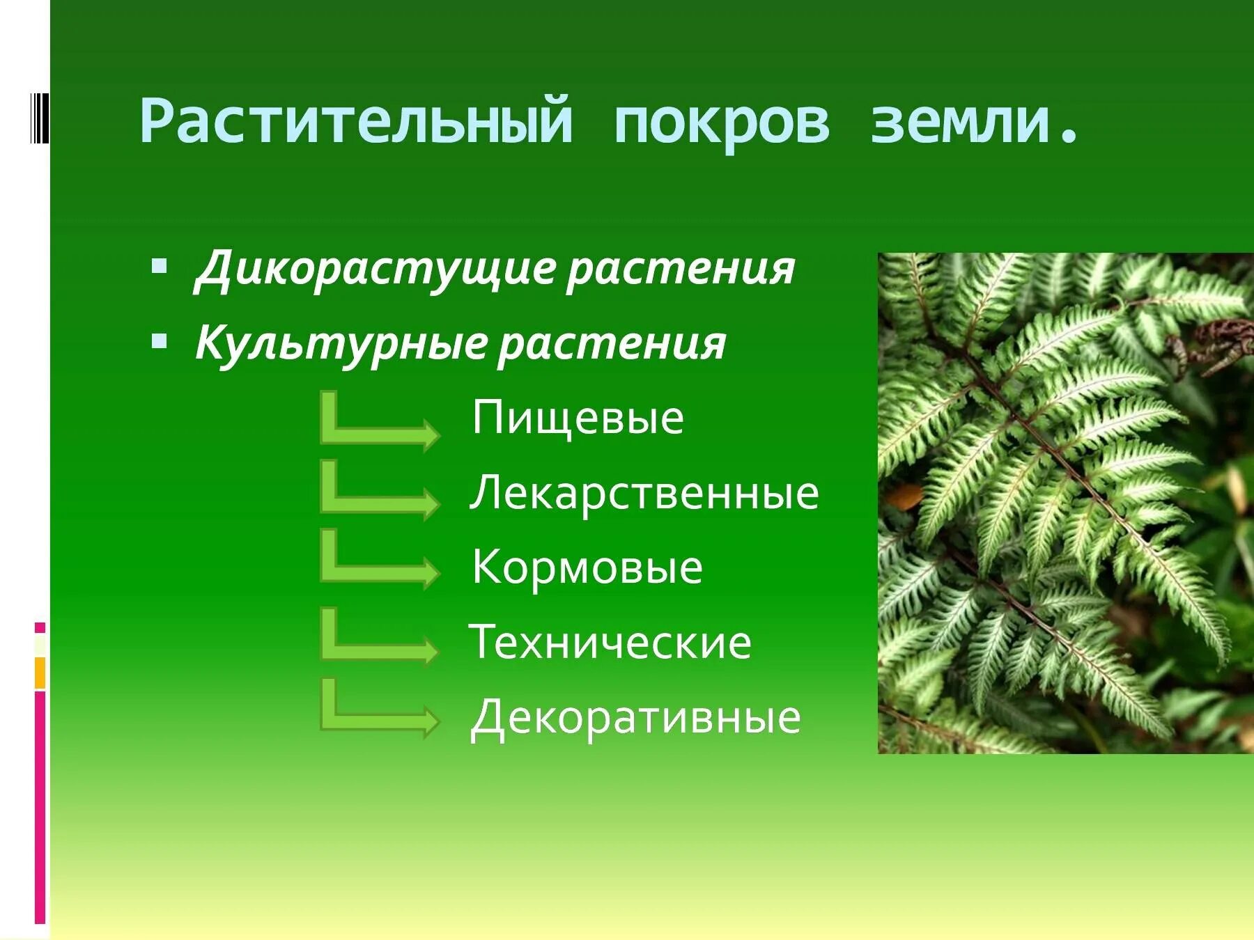 Растительный Покров. Растительный Покров земли. Понятие растительного Покрова.. Растительный Покров это 6 класс география. Технические виды растений