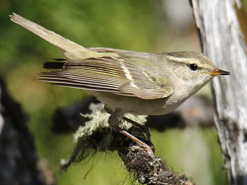 Hume's Warbler (Phylloscopus humei). Birds of Siberia.