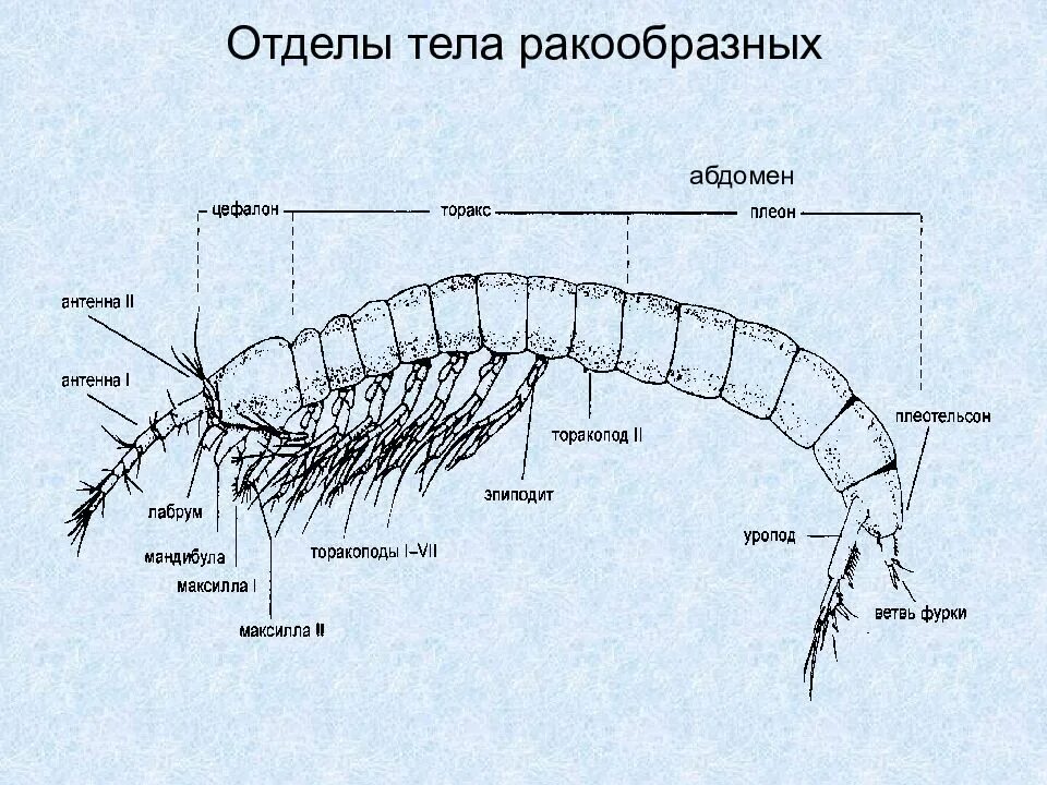 Какие отделы тела ракообразных