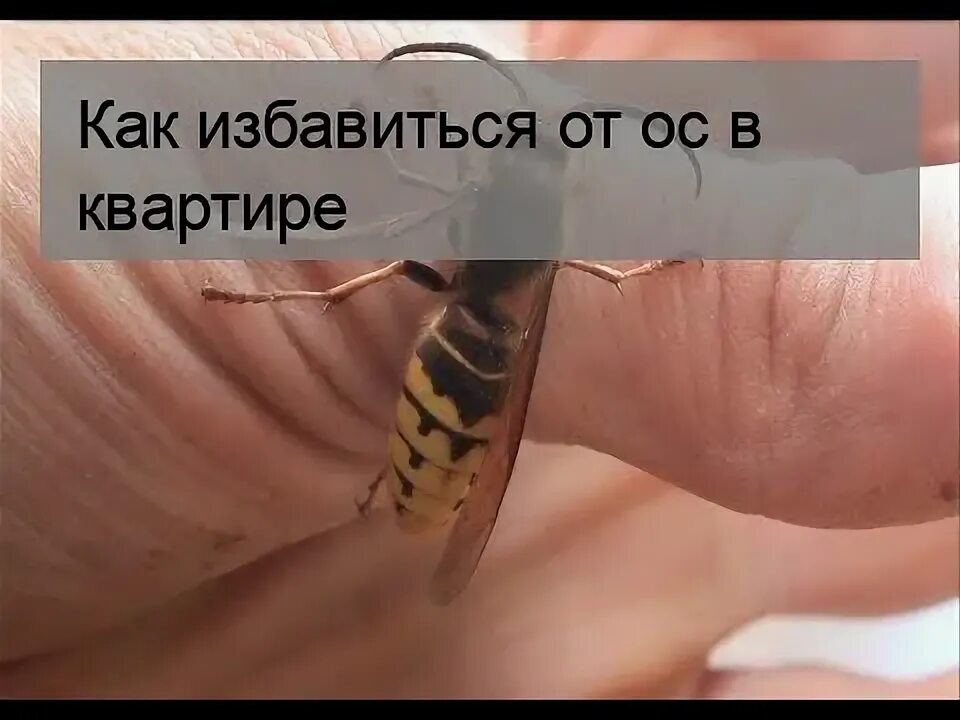 Как выгнать осу из квартиры. Оса залетела в дом. как прогнать осу из комнаты. почему осы залетают в дом.