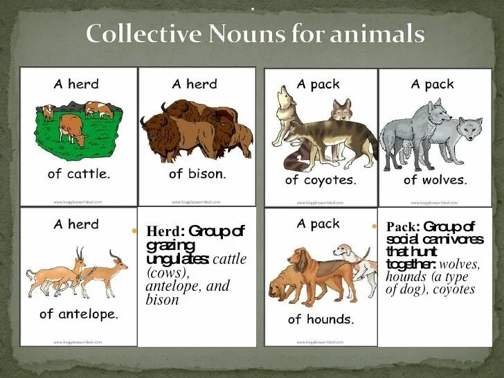 Collective Nouns в английском языке. Collective Nouns for animals. Collective Nouns in English.