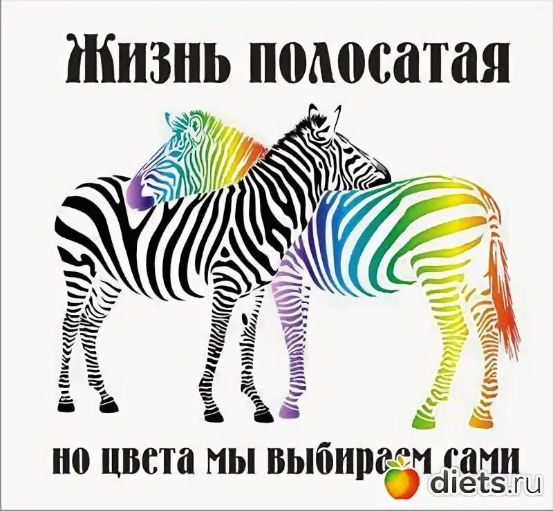 Полосатая жизнь. Тень зебры. С днём рождения зебра. Полосатая жизнь аккорды. Чёрная и белая полоса в жизни.