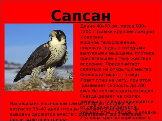 Книга животных казахстана. Животные красной книги казахстана. Птицы красной книги казахстана. Редкие растения казахстана. Красная книга казахстана животные и растения.