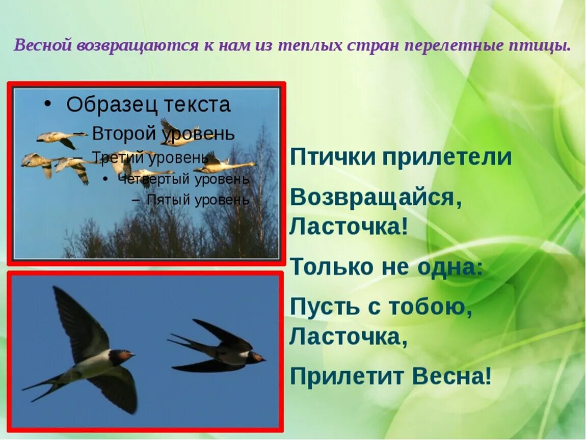 Птицы весной 2 класс. Перелетные птицы. Перелетные птицы возвращаются. Птицы возвращаются весной.