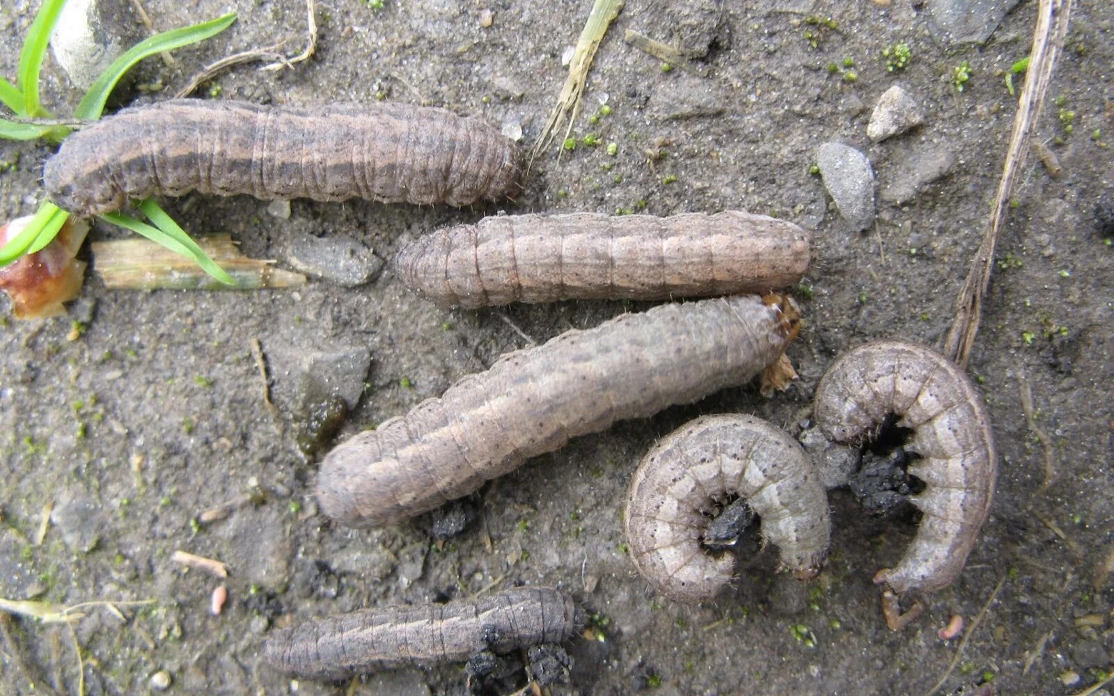 Личинки корень. Озимая совка гусеница. Гусеница Agrotis Ipsilon. Озимая совка (Agrotis segetum),. Гусеница Agrotis Clavis.