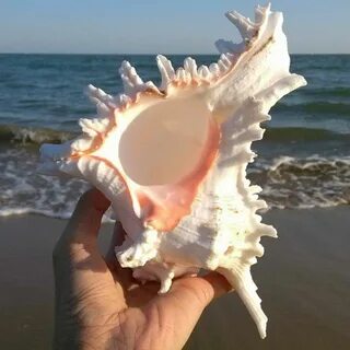 Крупная ракушка