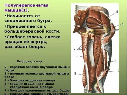 Сухожилия седалищного бугра