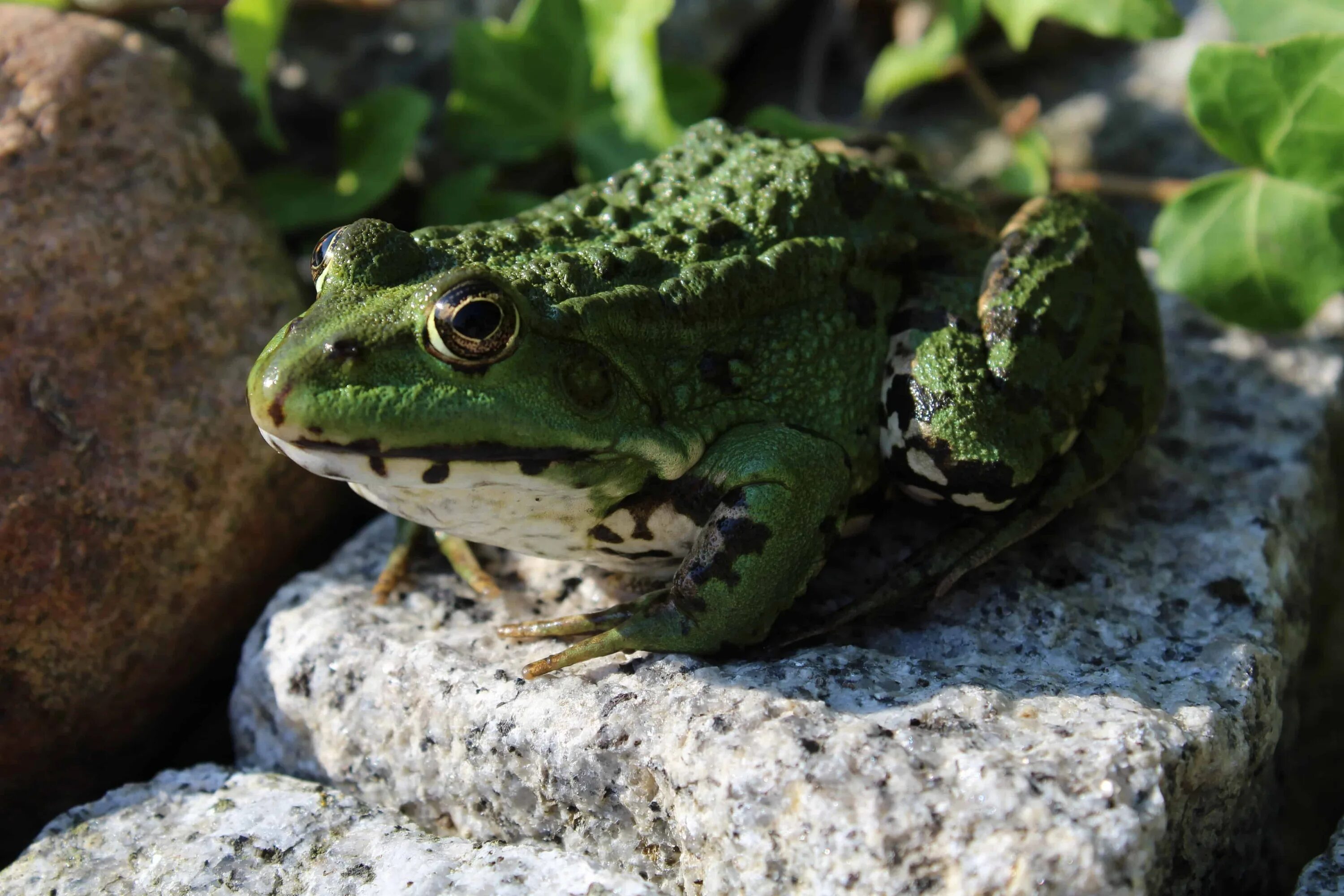 Земноводные лягушки и жабы. Шпорцевая квакша. Земноводные бесхвостые зелёная лягушка. Жаба земноводное животное. Венесуэльская галечная жаба.