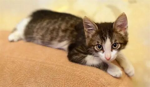 Котята 3 месяца форум