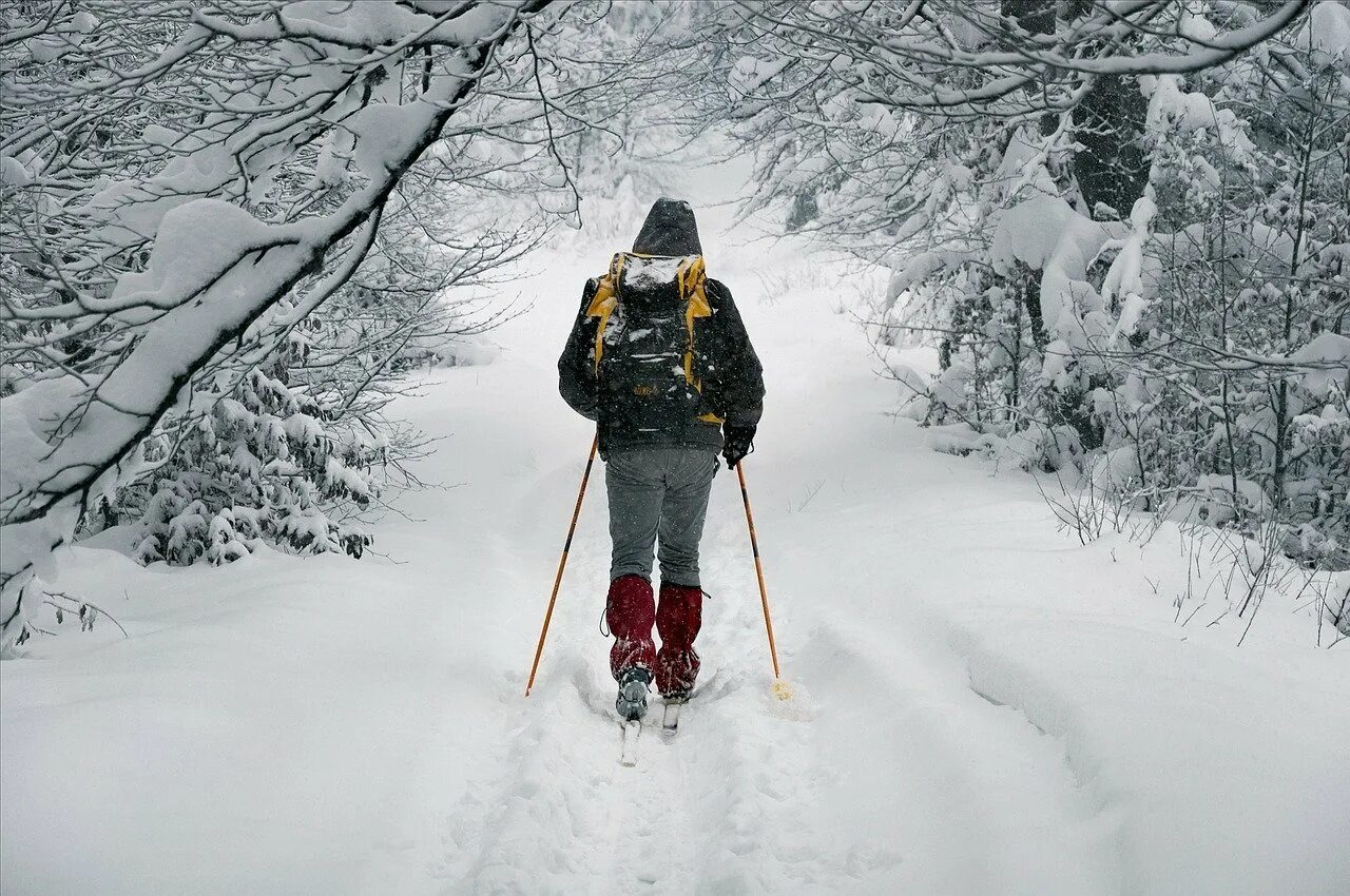 На лыжах в лесу. Лыжник в лесу. Человек на лыжах. Лыжная прогулка в лесу. От холодного встречного ветра у лыжников замерзли