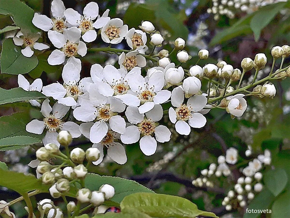 сколько раз плодоносит черемуха
