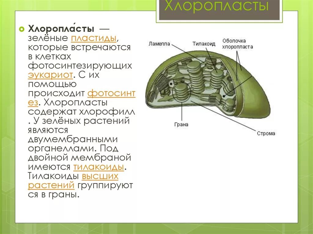 Определение хлоропласты. Строение хлоропласта Ламелла. Ламеллы хлоропластов. Строение хлоропласта Строма. Функции стромы в хлоропласте.