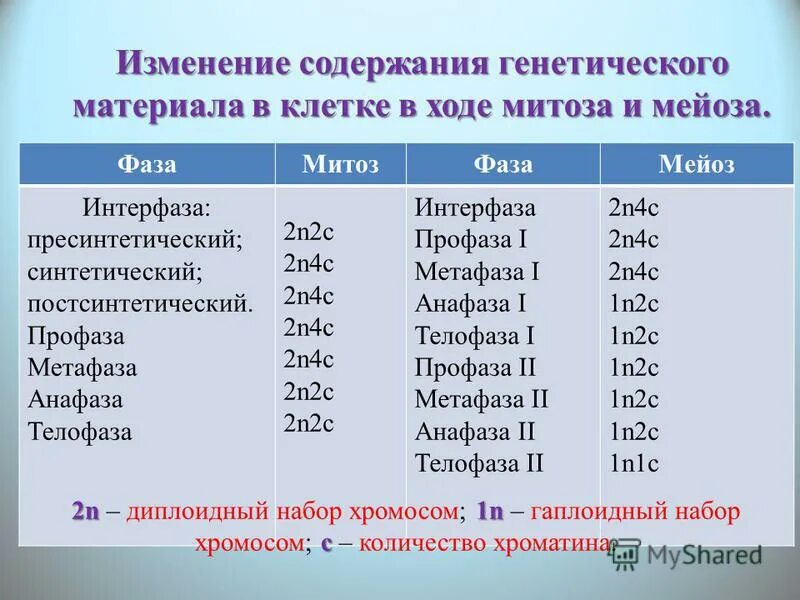 Сколько хромосом в яичниках. Набор хромосом 2n 2c 2n2c. Мейоз 2 фазы набор хромосом. 2n2c набор хромосом митоз. Набор генетического материала при мейозе.