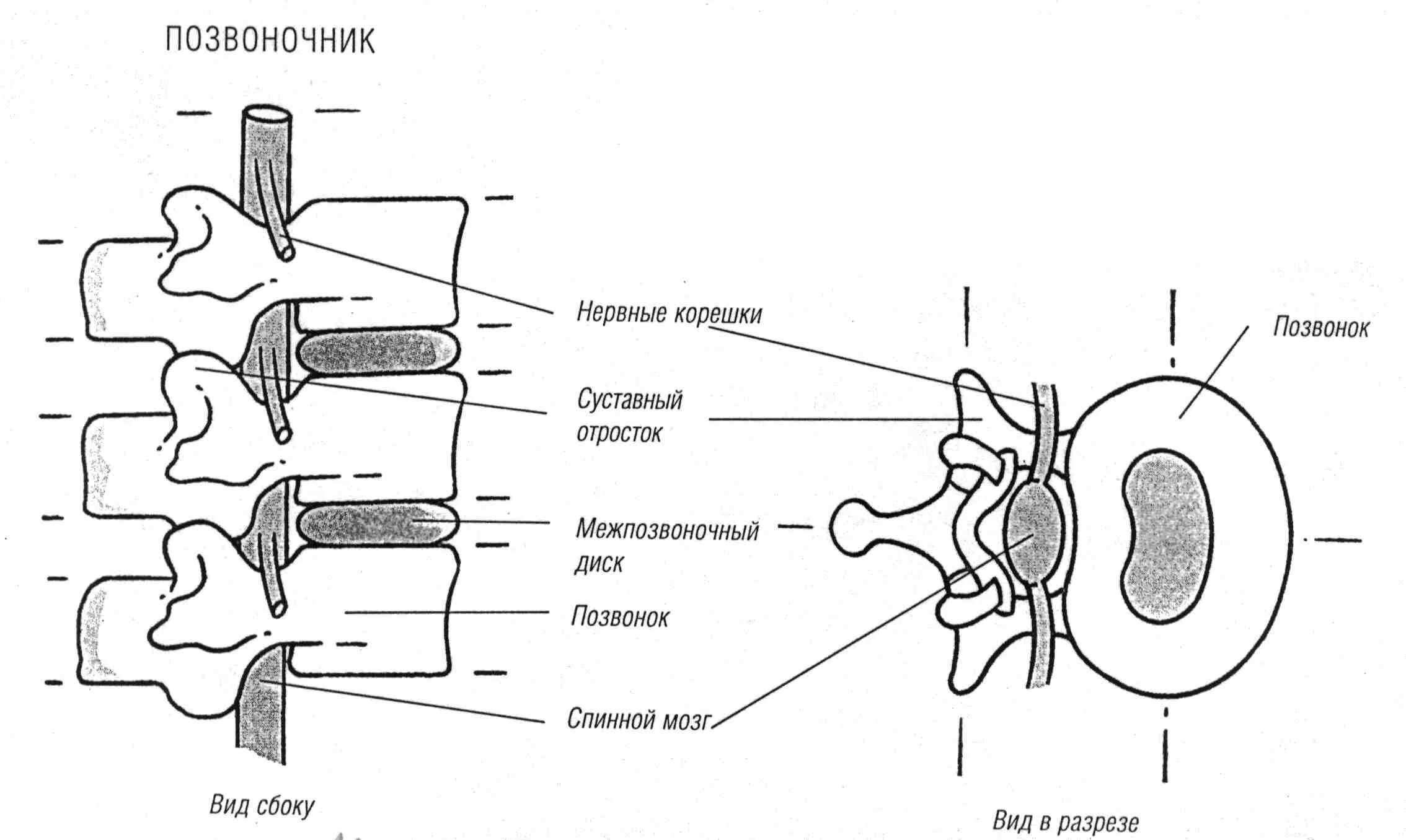 Строение позвоночника и спинного мозга. Строение позвонка со спинным мозгом. Схема спинного мозга в позвоночном канале. Анатомия поясничного позвонка корешки.