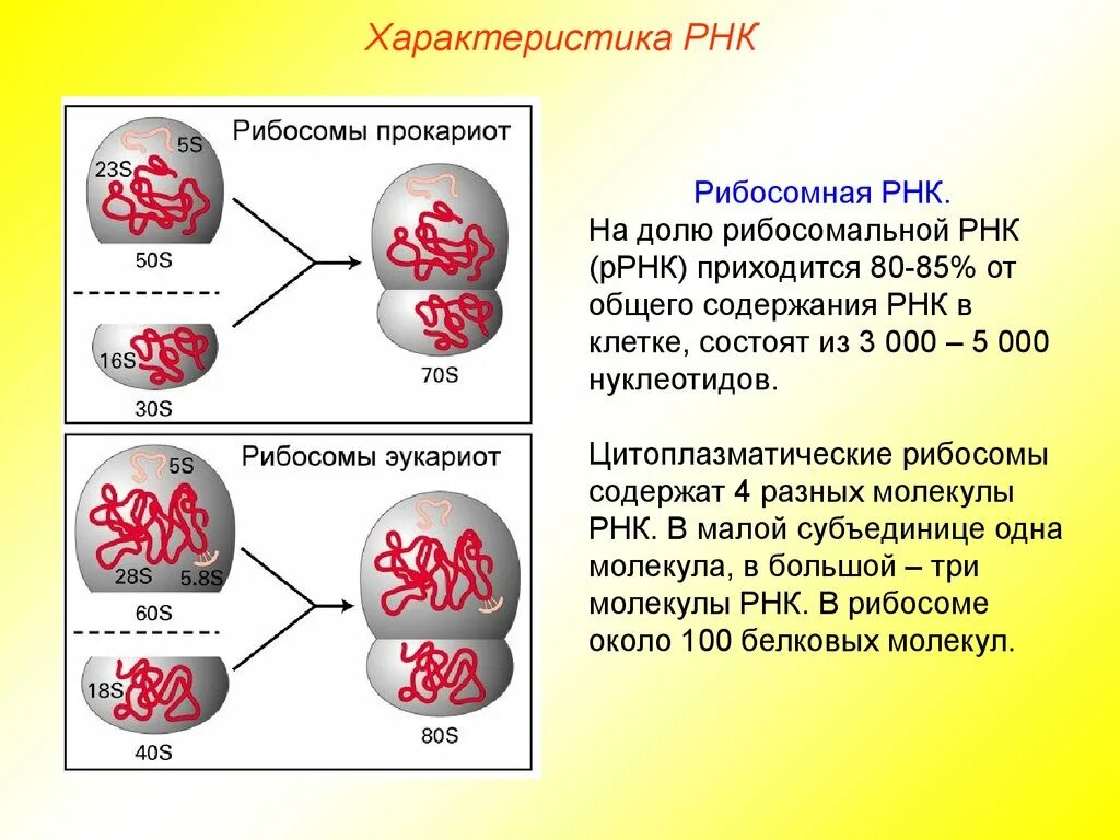 Рибосомы содержат рнк