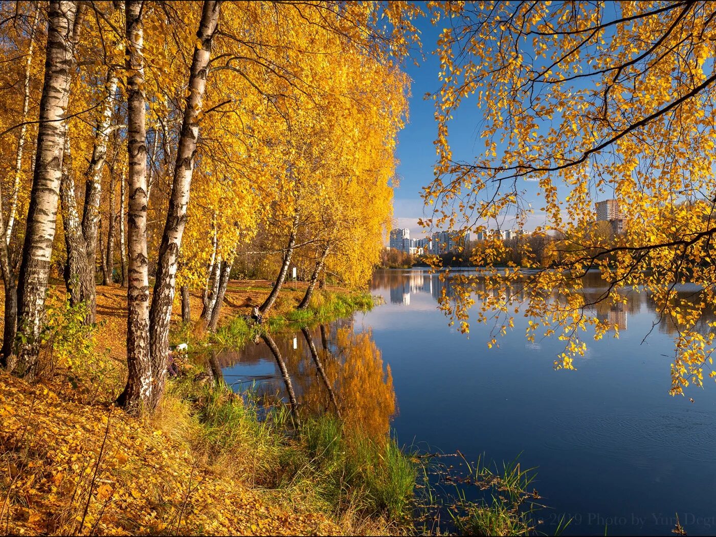 Реки россии осенью. Пехорка осенью Балашиха река. Балашиха осень Пехорка. Березовая роща Балашиха. Золотая осень лес река.