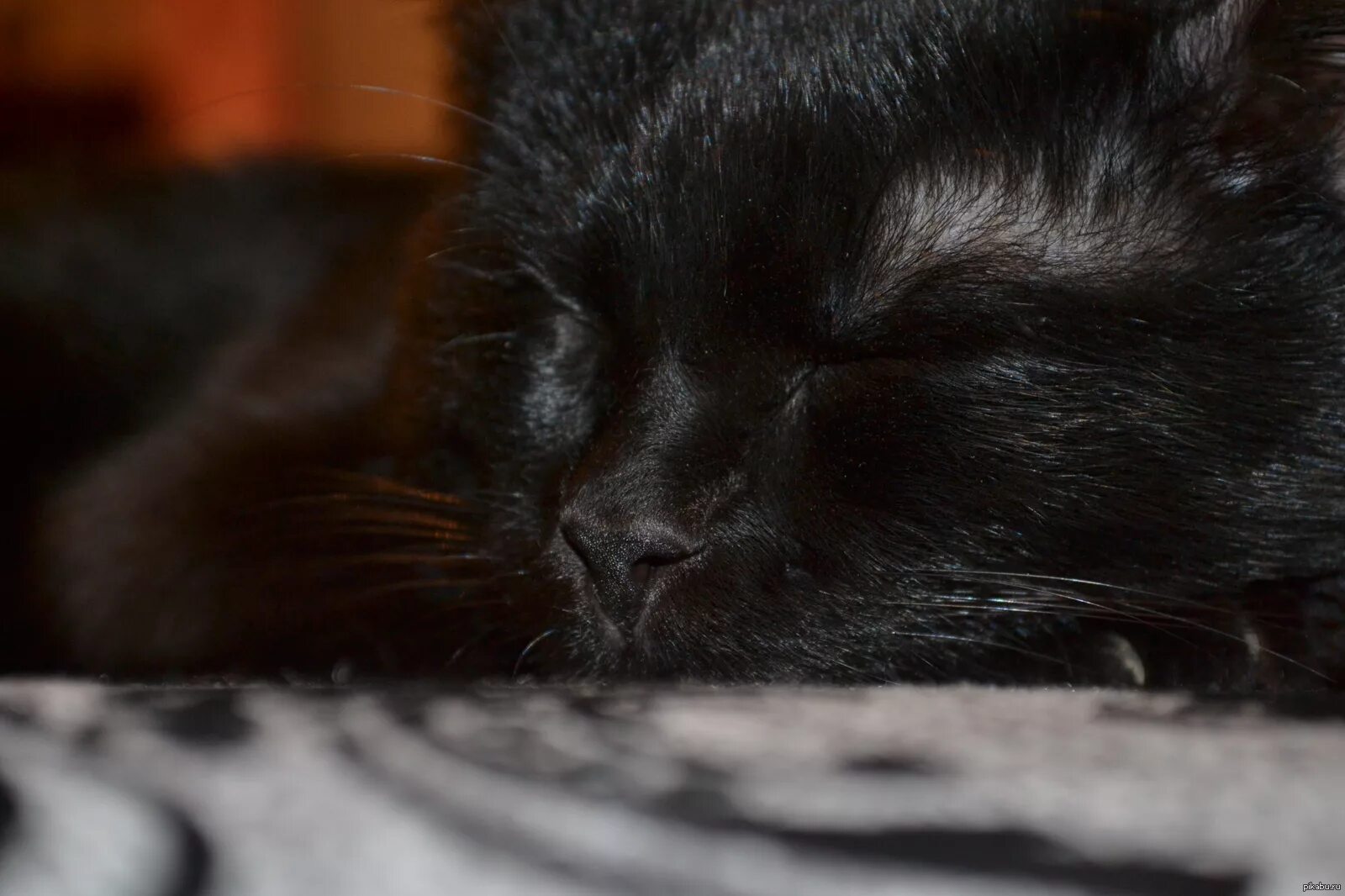 Черные котята во сне к чему снятся. Чёрный кот. Спящий черный кот.