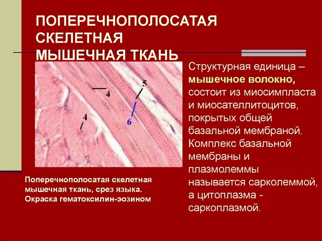 Изображение поперечно полосатой скелетной мышечной ткани. Поперечно полосатая мышечная ткань гистология. Поперечнополосатая Скелетная мышечная ткань. Строение скелетной мышечной ткани гистология. Поперечнополосатач мышечная Туань чкелетная.